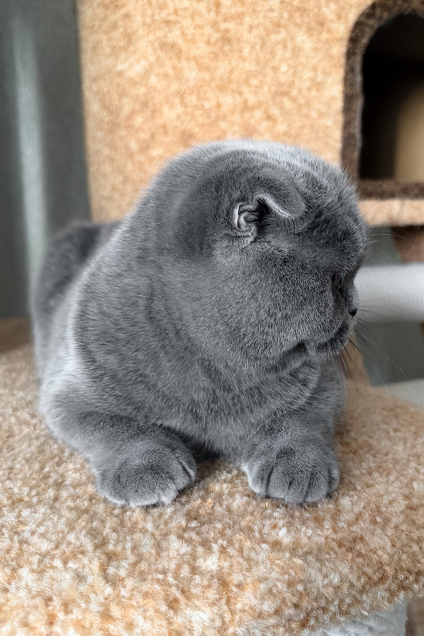 Baffy | Scottish Fold Kitten