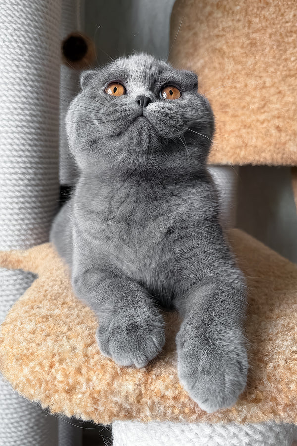 Baffy | Scottish Fold Kitten