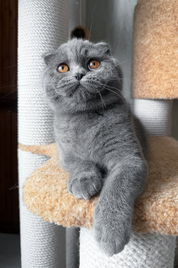 Baffy | Scottish Fold Kitten