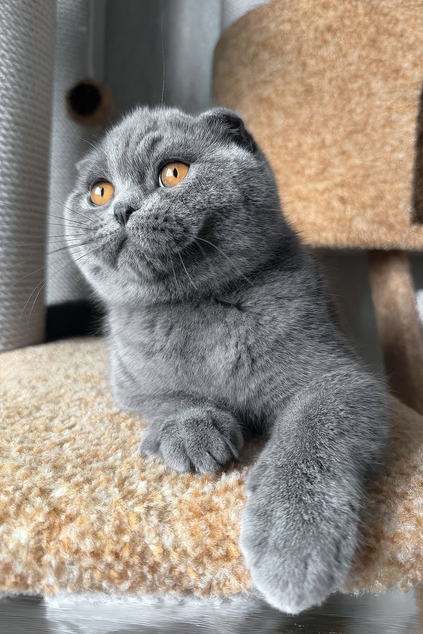Baffy | Scottish Fold Kitten