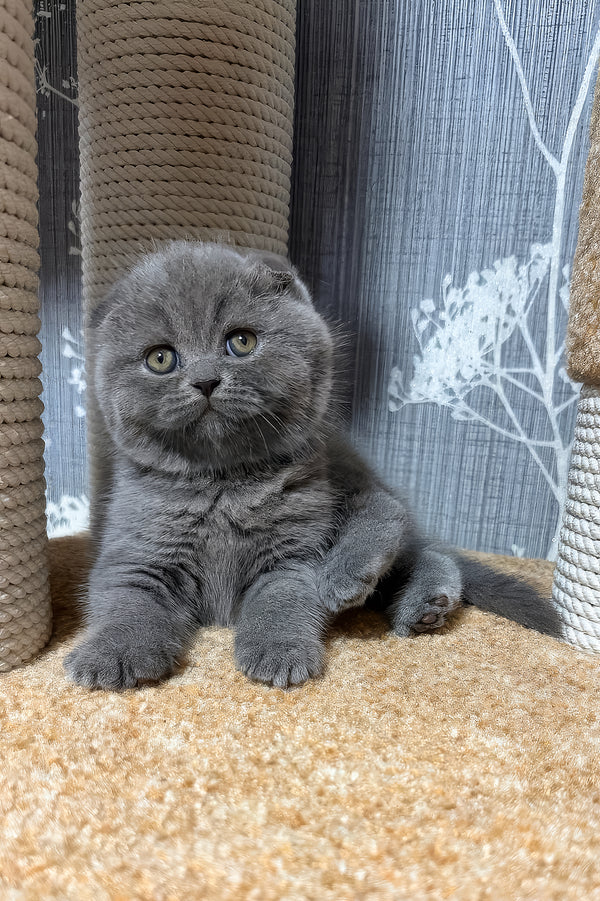 Baffy | Scottish Fold Kitten