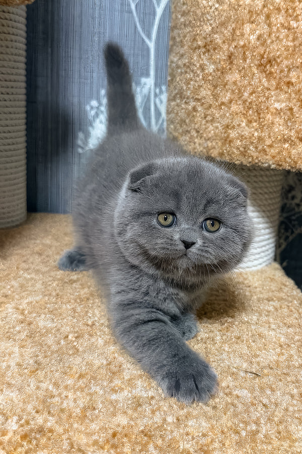 Baffy | Scottish Fold Kitten