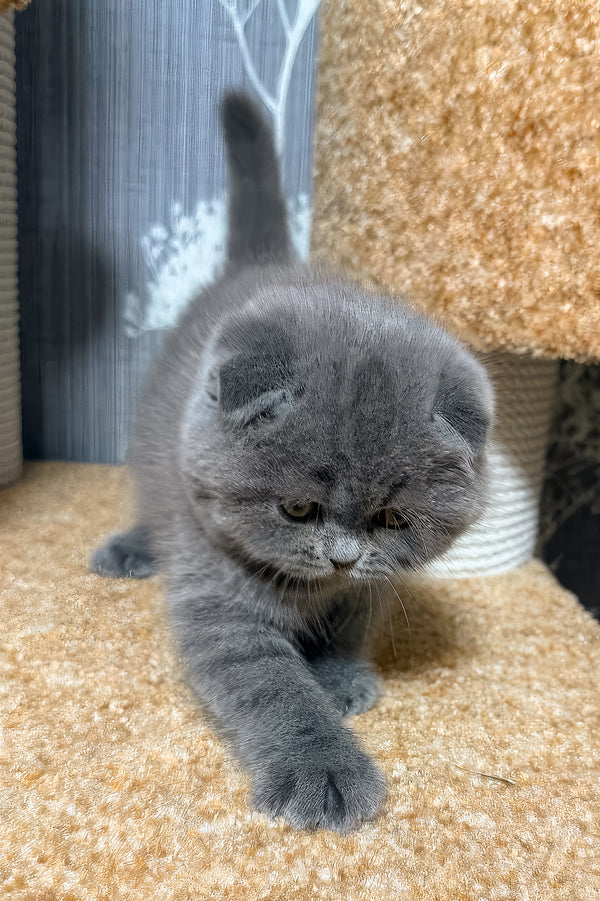 Baffy | Scottish Fold Kitten