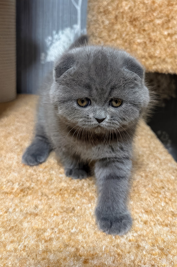 Baffy | Scottish Fold Kitten