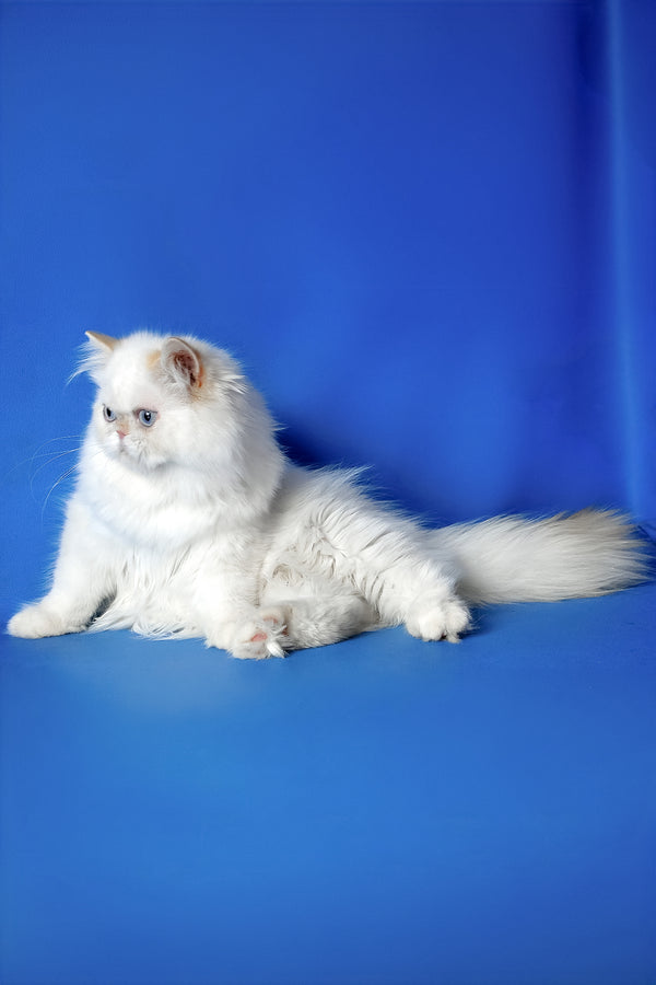Boston | Persian Kitten