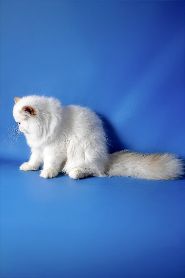 Boston | Persian Kitten