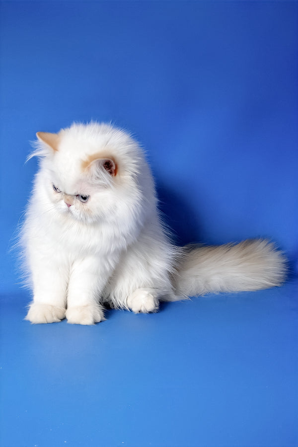 Boston | Persian Kitten