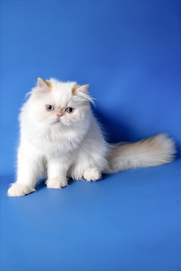 Boston | Persian Kitten