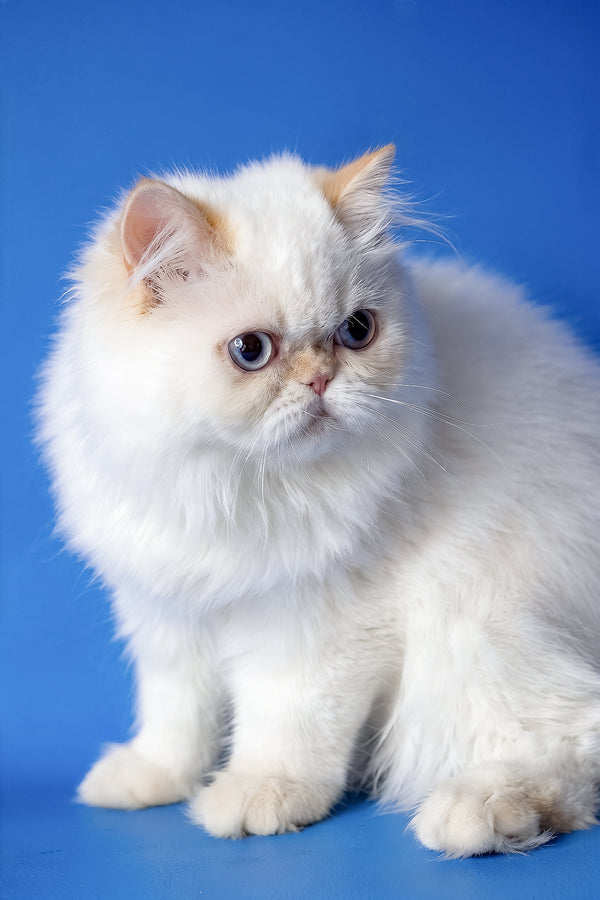 Boston | Persian Kitten