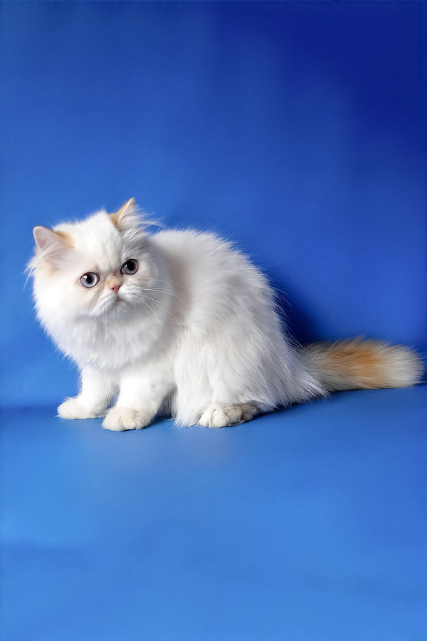 Boston | Persian Kitten