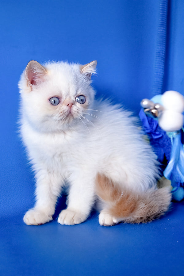 Bruno | Exotic Shorthair Kitten