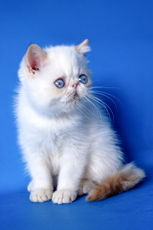 Bruno | Exotic Shorthair Kitten