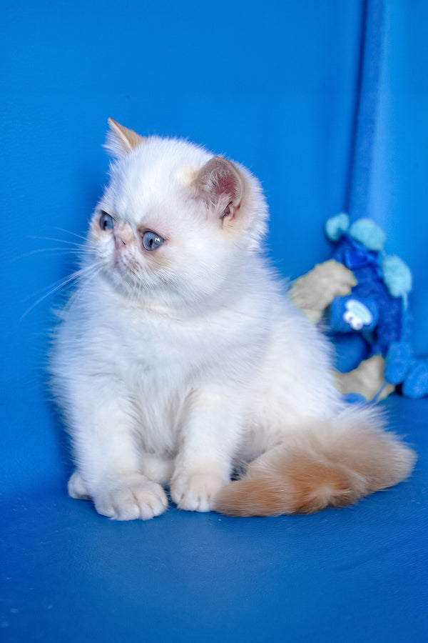 Bruno | Exotic Shorthair Kitten