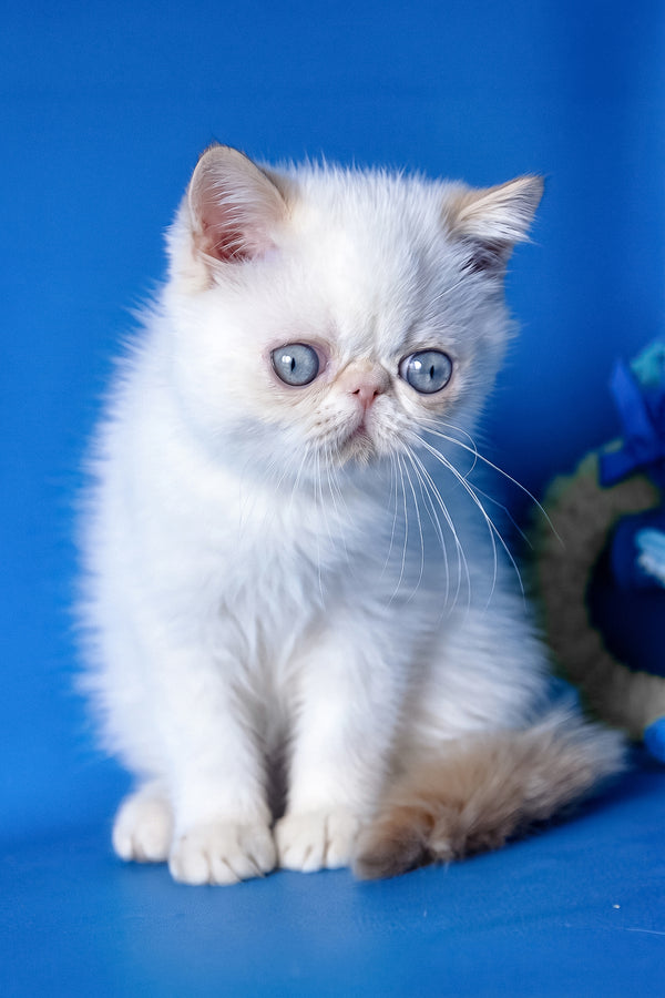 Bruno | Exotic Shorthair Kitten