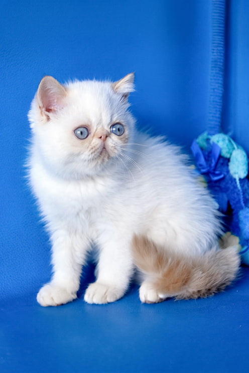 Bruno | Exotic Shorthair Kitten