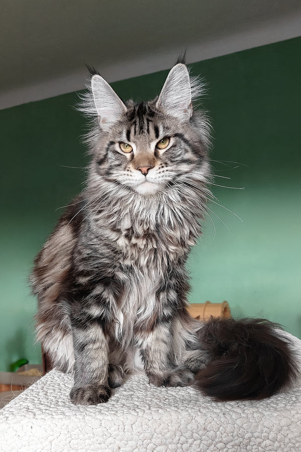 Baccara | Maine Coon Kitten