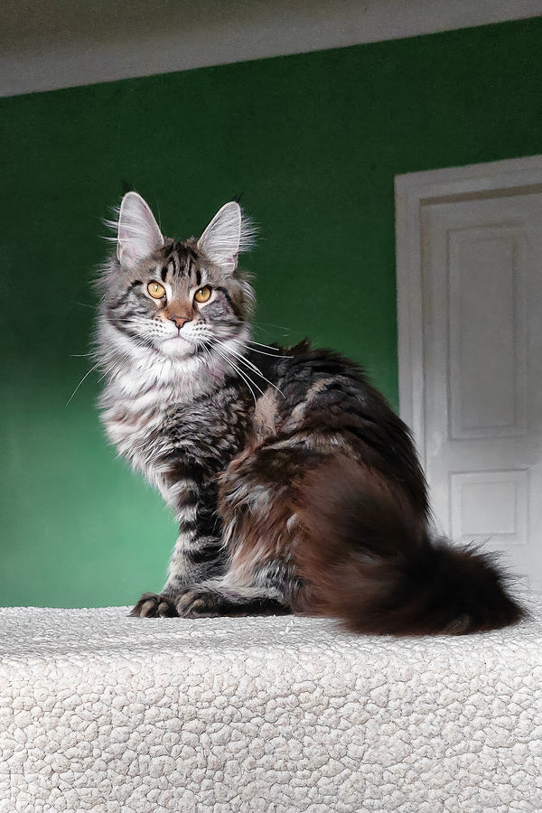 Baccara | Maine Coon Kitten
