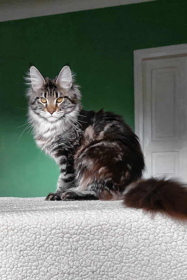 Baccara | Maine Coon Kitten