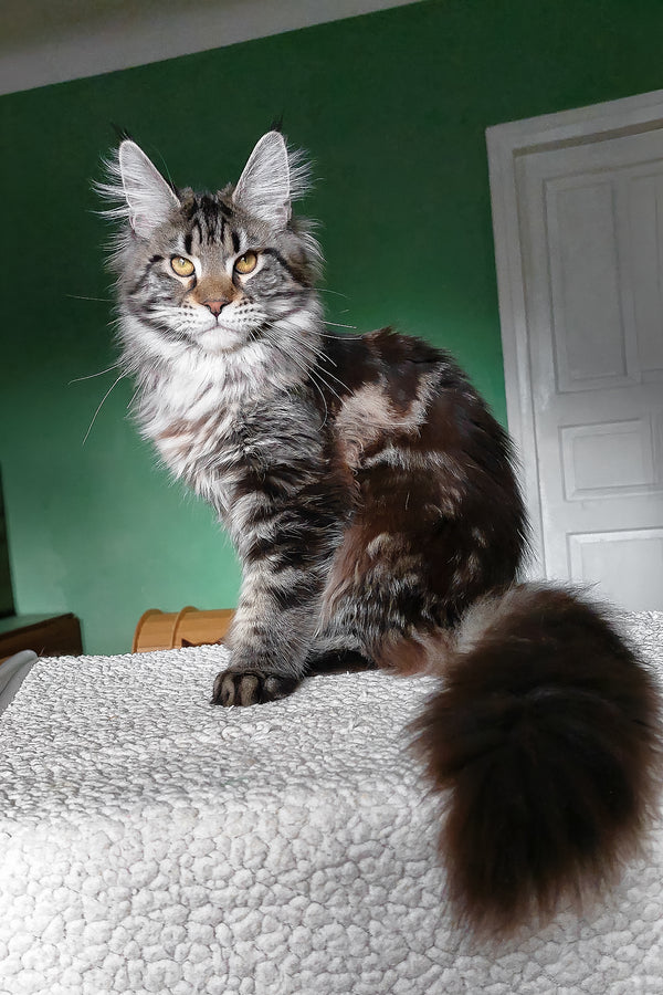 Baccara | Maine Coon Kitten