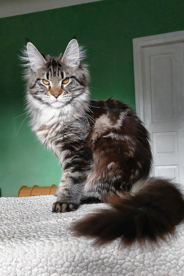 Baccara | Maine Coon Kitten