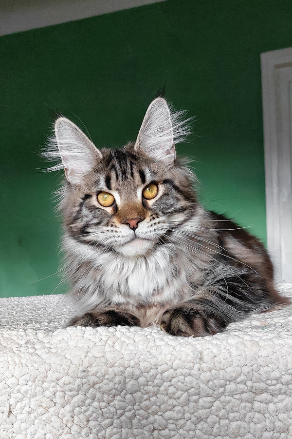 Baccara | Maine Coon Kitten