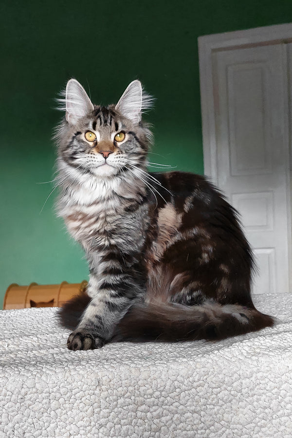 Baccara | Maine Coon Kitten