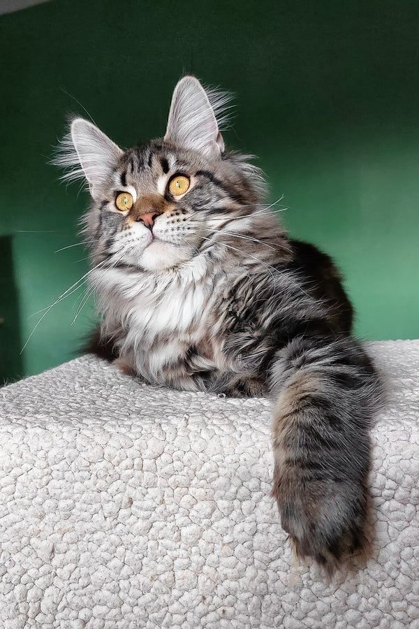 Baccara | Maine Coon Kitten