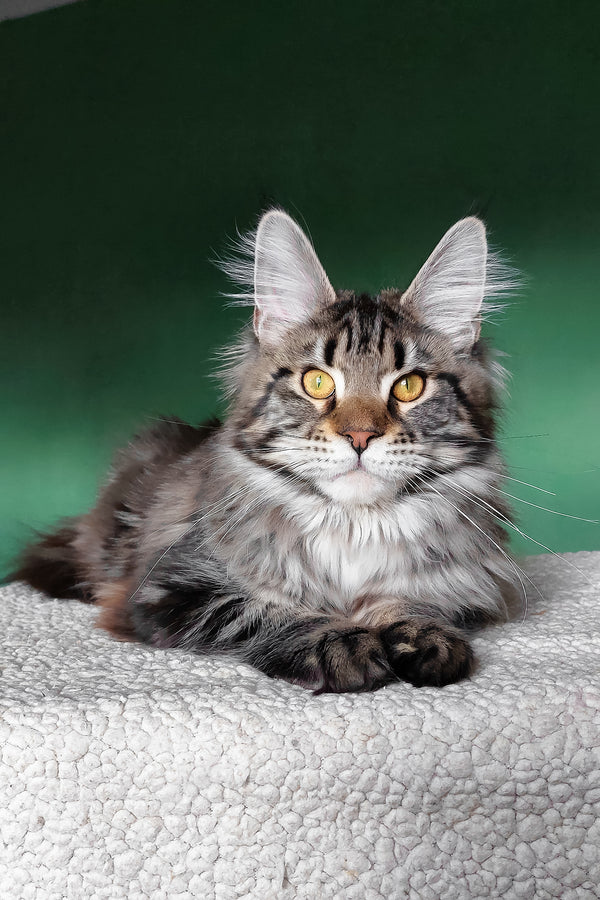 Baccara | Maine Coon Kitten