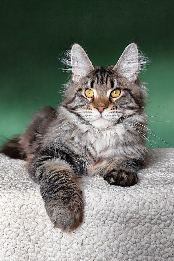Baccara | Maine Coon Kitten
