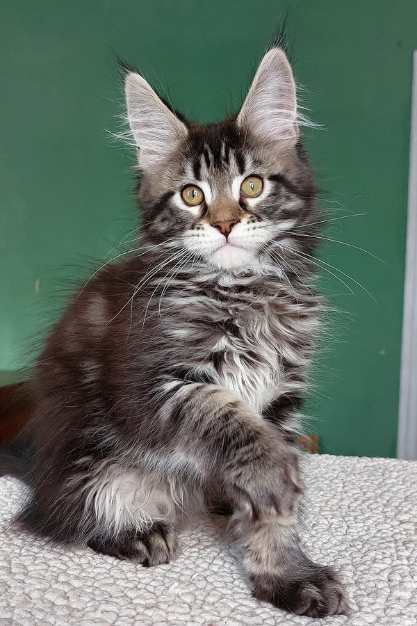 Baccara | Maine Coon Kitten