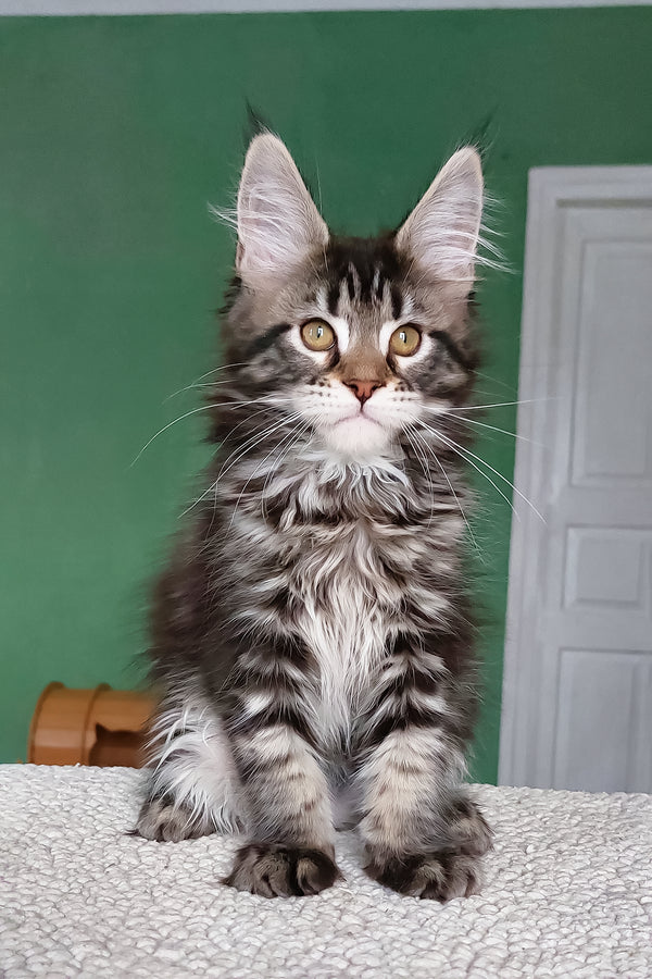 Baccara | Maine Coon Kitten