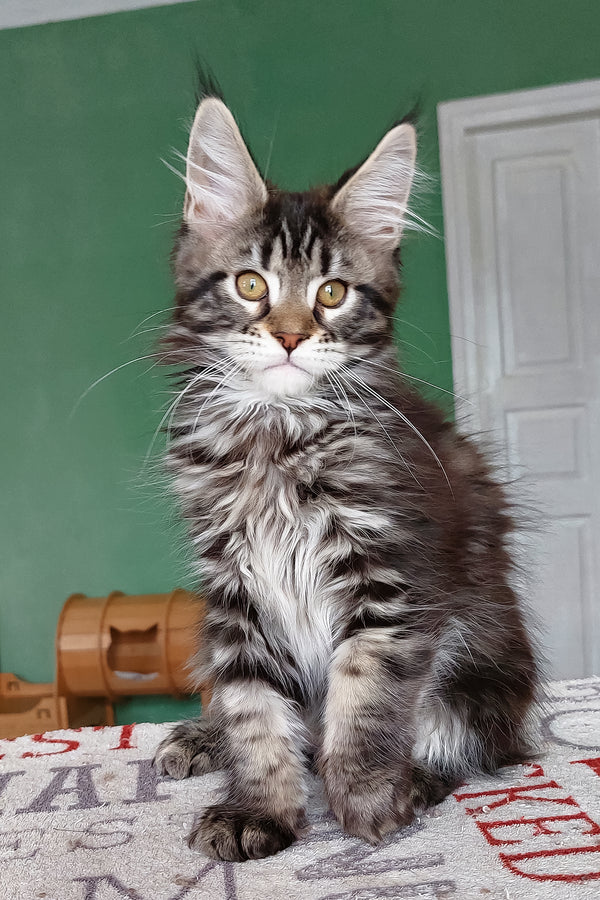 Baccara | Maine Coon Kitten
