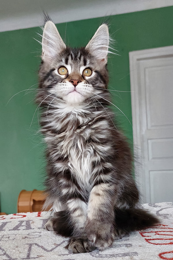 Baccara | Maine Coon Kitten