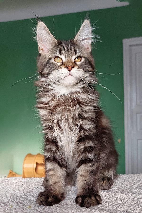 Baccara | Maine Coon Kitten