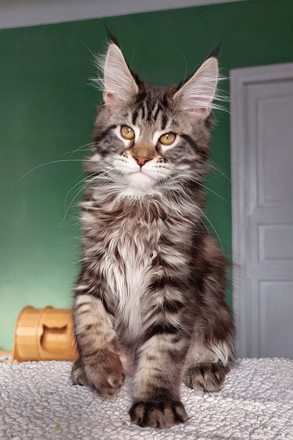 Baccara | Maine Coon Kitten