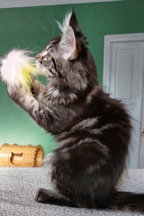 Baccara | Maine Coon Kitten