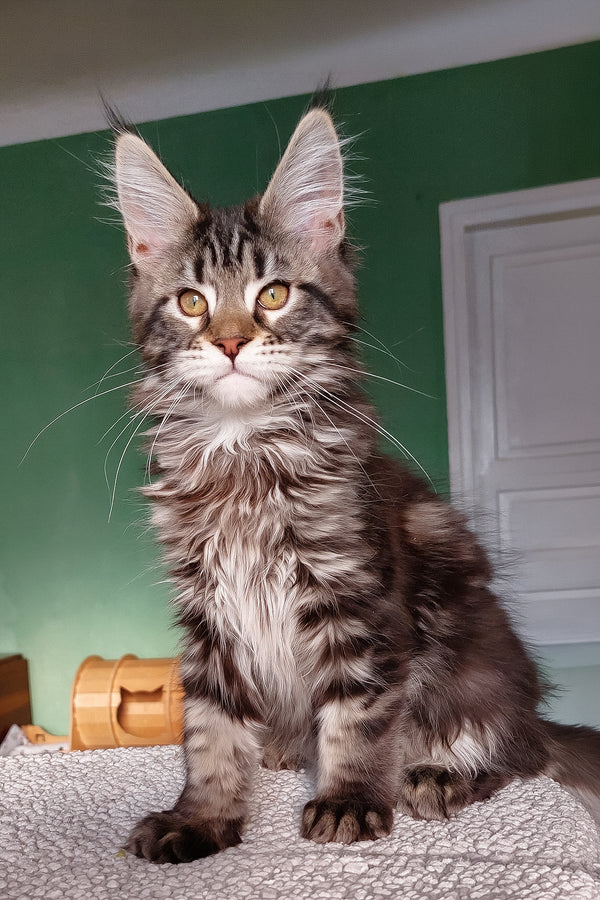 Baccara | Maine Coon Kitten