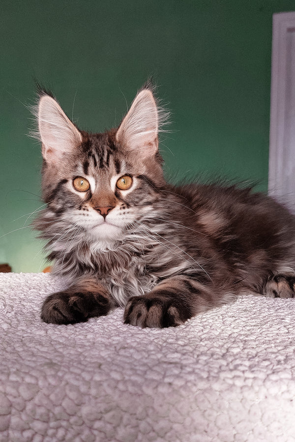 Baccara | Maine Coon Kitten