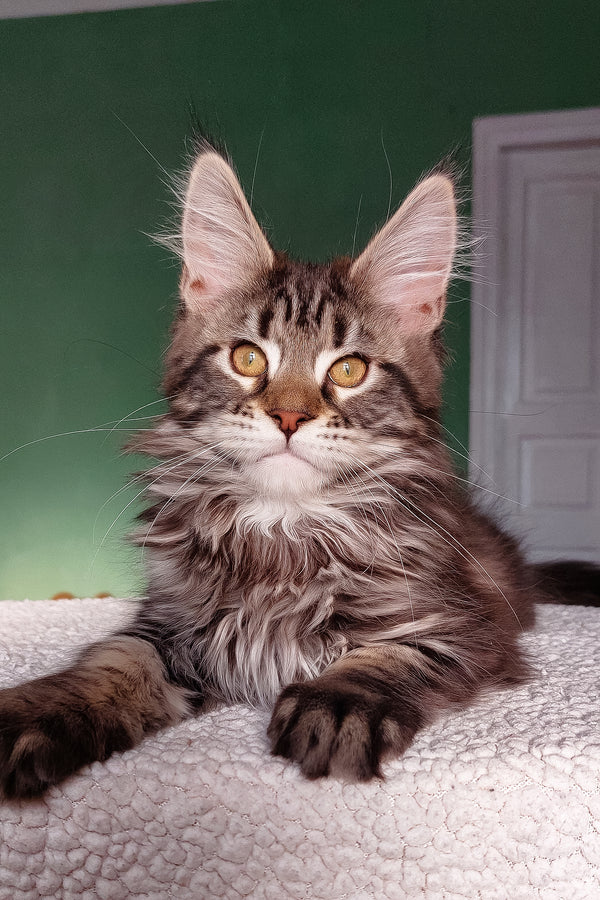 Baccara | Maine Coon Kitten