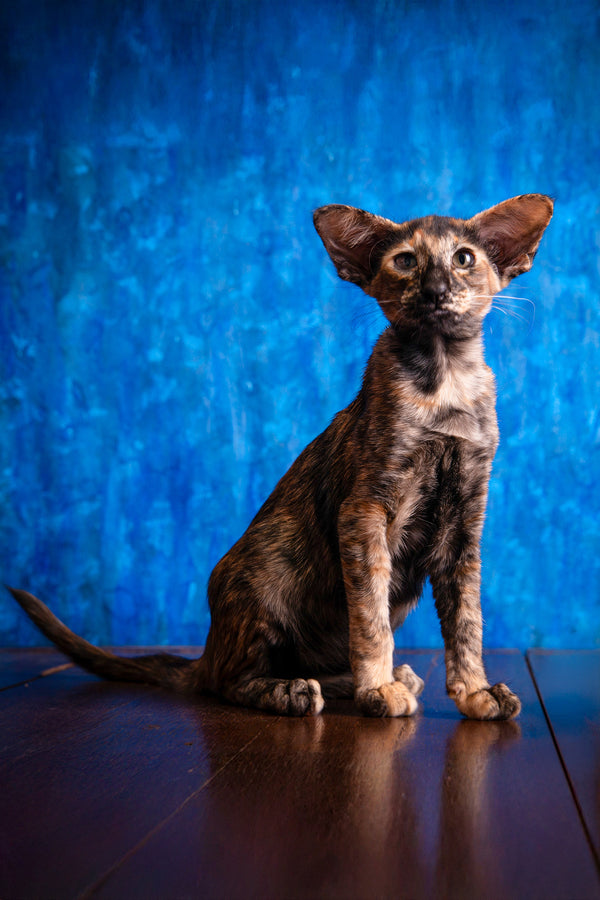 Backy | Oriental Shorthair Kitten