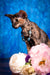 Backy | Oriental Shorthair Kitten