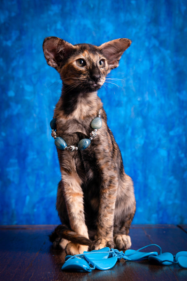 Backy | Oriental Shorthair Kitten