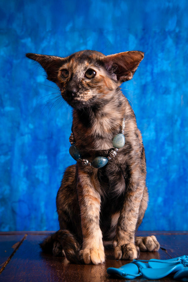 Backy | Oriental Shorthair Kitten
