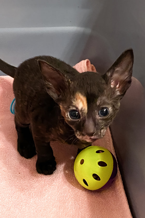 Baila | Cornish Rex Kitten