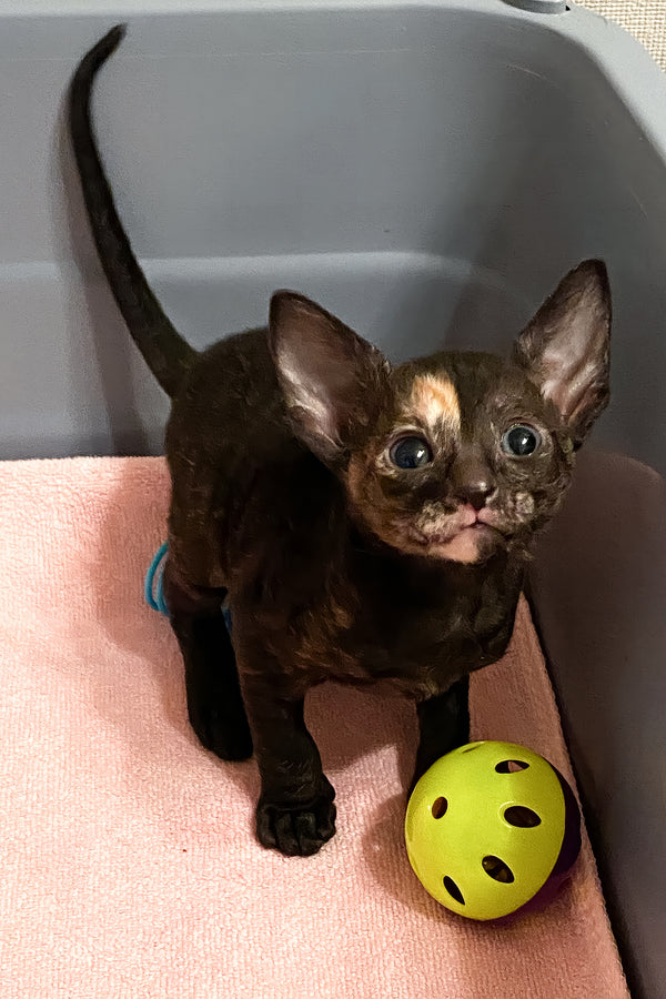 Baila | Cornish Rex Kitten
