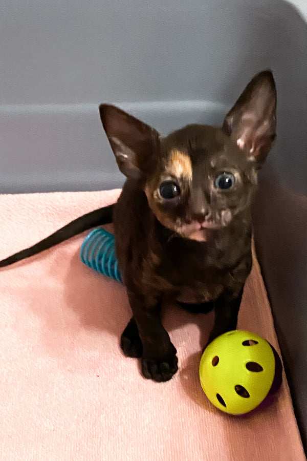 Baila | Cornish Rex Kitten