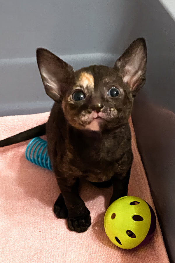 Baila | Cornish Rex Kitten