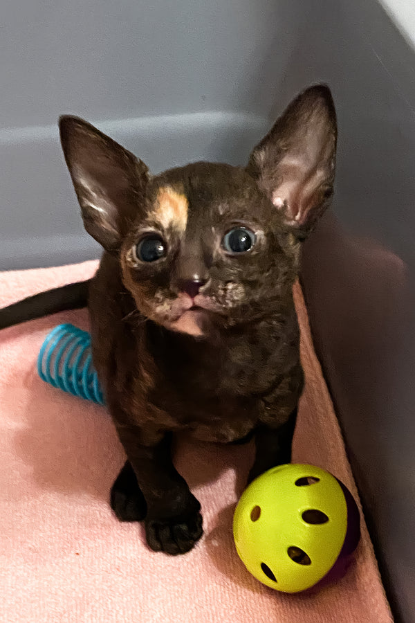 Baila | Cornish Rex Kitten