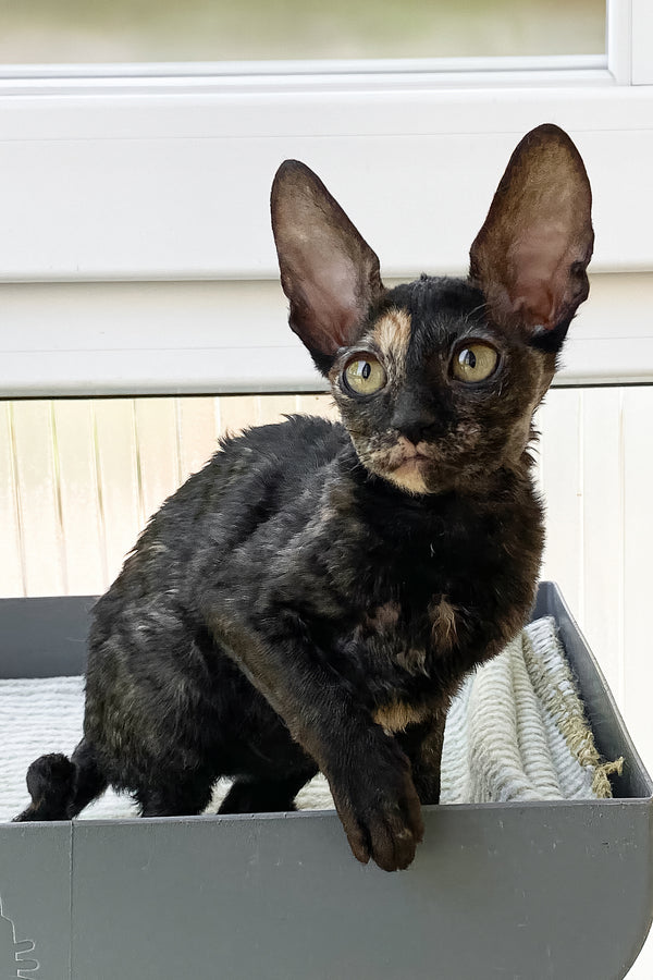 Baila | Cornish Rex Kitten