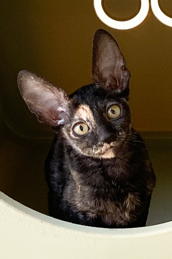 Baila | Cornish Rex Kitten